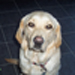 Hundephysiotherapie Bad Dürkheim
Hundephysiotherapie Neustadt an der Weinstraße
Hundephysiotherapie Kaiserslautern
as-hundephysiotherapie as-hundephysiotherapie
as hundephysiotherapie, as hundephysiotherapie, as hundephysiotherapie